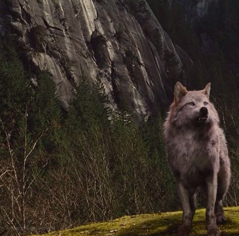 Twilight Wolf Gif, Leah Twilight, Twilight Leah, Twilight Wolves, Leah Clearwater, Down Aesthetic, Wolf Heart, Twilight Wolf Pack, Wolf Gif