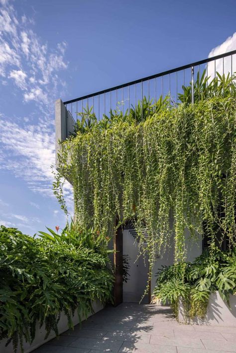 Hanging Plants On Pergola, Planted Roof, Planter Railing, Terrace Landscaping, Balcony Landscaping, Rooftop Garden Design, Cascading Plants, Terraced Landscaping, Pocket Garden