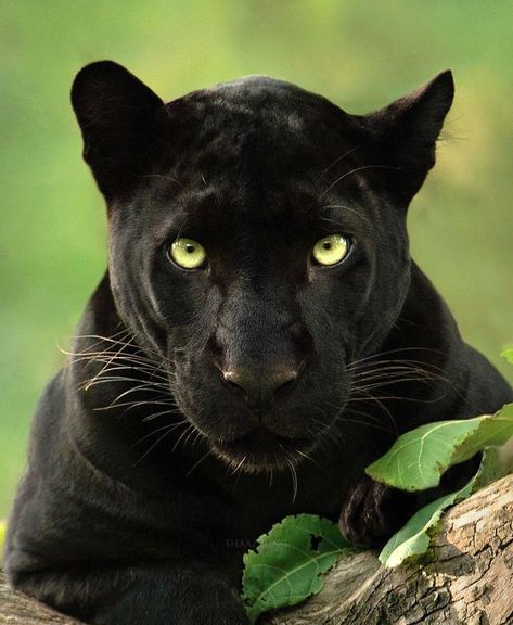 Wildlife Photographer Spends 2.5 Years Capturing The Rare Black Panther Roaming In The Indian Jungle Black Panther Cat, Macan Tutul, Wallpaper Forest, Jaguar Leopard, Panther Cat, Panther Black, Animal Aesthetic, Panther Tattoo, Panther Art