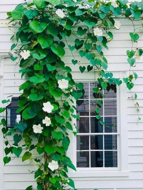 Vines On Front Of House, Balcony Vines Ideas, Vine Over Garage, Trellis Plants Sun, Cross Vine Plant, Front Porch Vines, Vines On Brick House, Climbing Full Sun Plants, Grow Vines On House