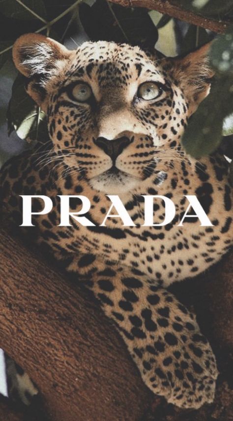 Leopard Aesthetic Vintage, Leopard Print Background Iphone, Animal Print Wallpaper Iphone, Leopard Aesthetic Wallpaper, Animals Wallpaper Aesthetic, Luxury Animals, Perfect Objects, Prada Poster, Wallpaper Leopard