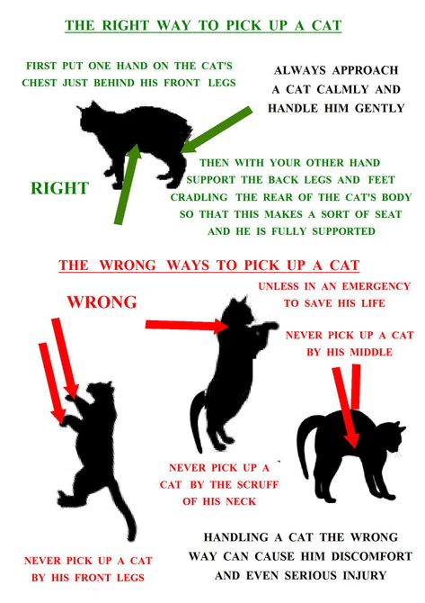 how-to-pick-up-a-cat.gif (802×1135) Ways To Pet Your Cat, Where To Touch A Cat, How To Pick Up A Cat, How To Train Cats, Ernst Hemingway, Katt Grejer, Cat Tips, How To Cat, Cat Language