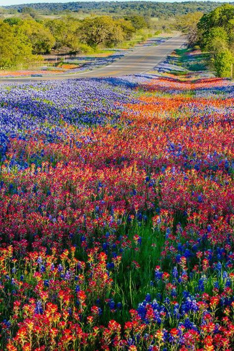 A carpet of Texas wildflowers in the spring, along Texas Highway 16 near Llano. Photo by Bill Stone. Texas Bluebonnets, Texas Travel, Texas Hill Country, Blue Bonnets, Flower Field, Beautiful World, Beautiful Landscapes, Wonders Of The World, Mother Nature