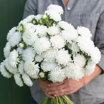 Tower White China Aster, Callistephus Chinensis, Plant Tower, Seed Raising, Garden Mum, Hanging Herbs, Plant Spacing, Fresh Cut Flowers, Herb Seeds