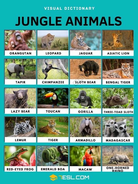 Animal In Jungle, Jungle Animals Pictures, Animals In The Jungle, Jungle Wildlife, Red Eyed Frog, Jungle Pictures, Animals List, Indian Rhinoceros, Animals Name In English