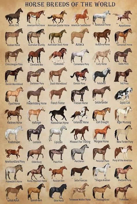 Horse Species, Horse Coat Colors, Horse Knowledge, World Poster, Horse Facts, Horse Posters, Horse Aesthetic, Animal Science, Funny Posters