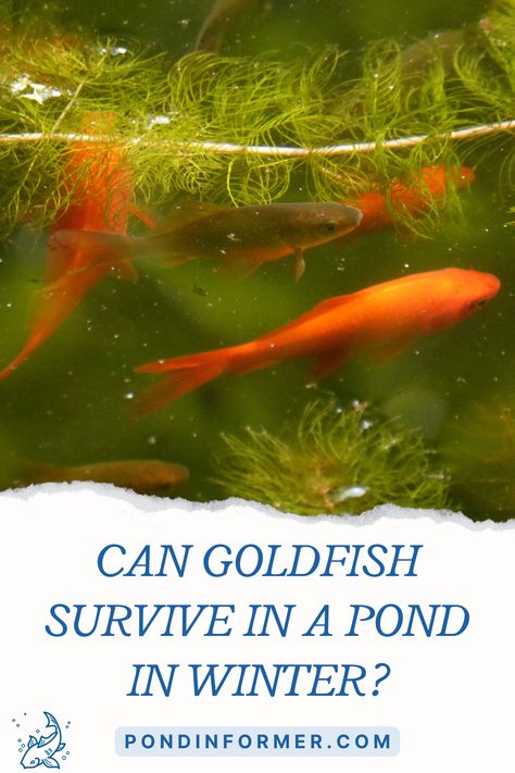 Can goldfish survive in a pond in winter? Learn our detailed answer at Pond Informer. #pondinformer #goldfish #survival #winter #pond Stock Tank Goldfish Pond, Gold Fish Ponds Ideas Backyards, Goldfish Breeding, Common Goldfish, Goldfish Pond, Frozen Pond, Outdoor Ponds, Pond Fish, Winter Survival