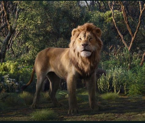 Simba 2019 The Lion King 2019, Lion King 2019, Watch The Lion King, Lion King 2, Il Re Leone, Pride Rock, Dreamworks Dragons, Roi Lion, Lion Guard