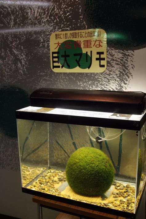 Marimo Moss Ball Aquarium, Moss Ball Aquarium, Marimo Moss Ball Terrarium, Japanese Moss Balls, Marimo Moss, Marimo Moss Ball, Moss Ball, Final Boss, Slime Mould