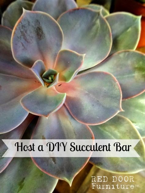 Large Succulents, Succulent Bar, Floral Market, Mini Watering Can, Vintage Market Days, Vintage Tea Cups, Mercury Glass Candle Holders, Vintage Containers, Vintage Trays