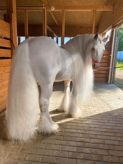 Galineers Cob Horse, Horse White, Rare Horses, Beautiful Horses Photography, Cute Horse Pictures, Beautiful Horse Pictures, Dream Horse, Most Beautiful Horses, Friesian Horse