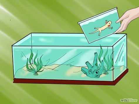 African Frogs, Pet Axolotl, Axolotl Care, Pet Care Printables, Axolotl Tank, Frog Tank, Axolotl Cute, Water Turtle, Fish Tanks