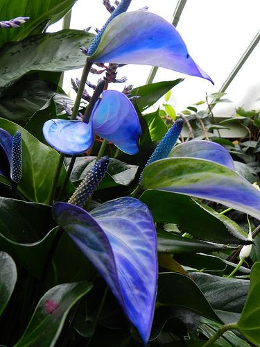 Anthurium Princess Alexia Blue, Tropical Extravaganza 2012, Kew Gardens by BEARTOMCAT (Bear), via Flickr Anthurium Plant, Anthurium Flower, Rainbow Garden, Meteor Garden 2018, Magic Garden, Unusual Plants, Blue Garden, Black Orchid, Kew Gardens