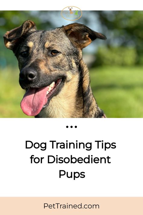 A happy dog with its tongue out is standing outside on a sunny day with blurry greenery in the background. Below the image, text reads: "Dog Training Tips for Disobedient Pups. Operant Conditioning, Emotional Support Dog, Complex Sentences, Dog Training Advice, Puppy Training Tips, Dog Tips, Training Collar, Dog Hacks, New Dog