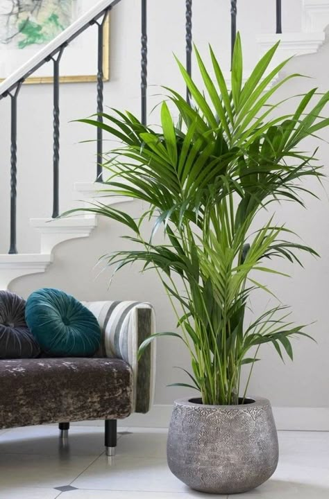 ▷ 7 plantas de interior que necesitan poca luz. Decorar con plantas 2020. Indoor Palms, Artificial Plants Decor, Artificial Plants Indoor, نباتات منزلية, Living Room Plants, Indoor Trees, Palm Plant, Best Indoor Plants, Bathroom Plants