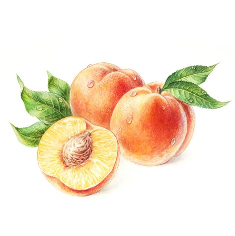 Peaches Drawing, Peach Sketch, Seasonal Artwork, Peach Painting, Peach Drawing, Peach Tattoo, Peach Water, Peach Illustration, Peach Paint