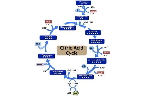 Citric Acid Cycle, Cell Respiration, Biochemistry Notes, Acetyl Coa, Krebs Cycle, Carbon Cycle, Cellular Respiration, Biochemistry, Citric Acid