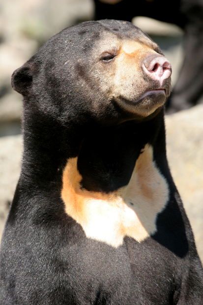 Famous Bears, Bear Tumblr, Malayan Sun Bear, Edinburgh Zoo, Sun Bear, Wallpaper Animals, Wild Bear, Sloth Bear, Bear Bears