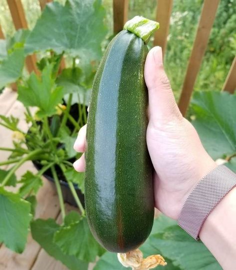 Growing Zucchini, Zucchini Plants, Squash Bugs, Growing Vegetables In Pots, Squash Varieties, Cucumber Beetles, Garden Remedies, Growing Cucumbers, Green Fruit