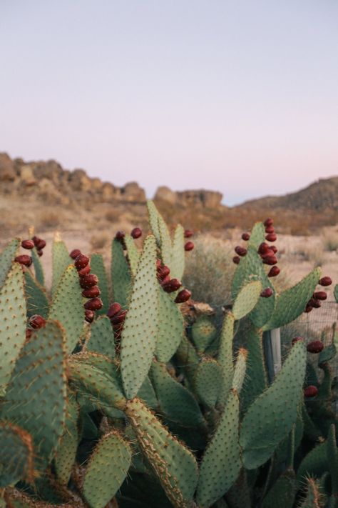 #CactusLove – The Joshua Tree House Desert Landscape Painting, Cactus Fruit, Joshua Tree House, Desert Tortoise, The Joshua Tree, Desert Aesthetic, Cali Life, Desert Dream, Desert Life