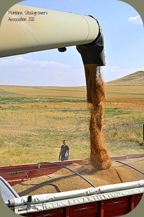 Wheat Farming, Big Timber Montana, Fruit Farming, Farm Life Quotes, Harvest Pictures, Harvesting Wheat, Montana Living, Wheat Harvest, Ranches Living