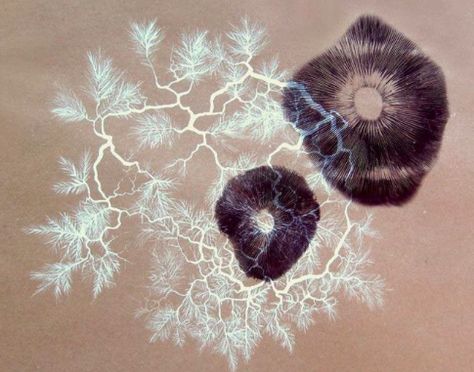 Spore Print Tattoo, Spore Print Art, Mycelium Art, Spore Prints, Spore Print, Textiles Sketchbook, Geometry In Nature, Art Alevel, Shadow Art