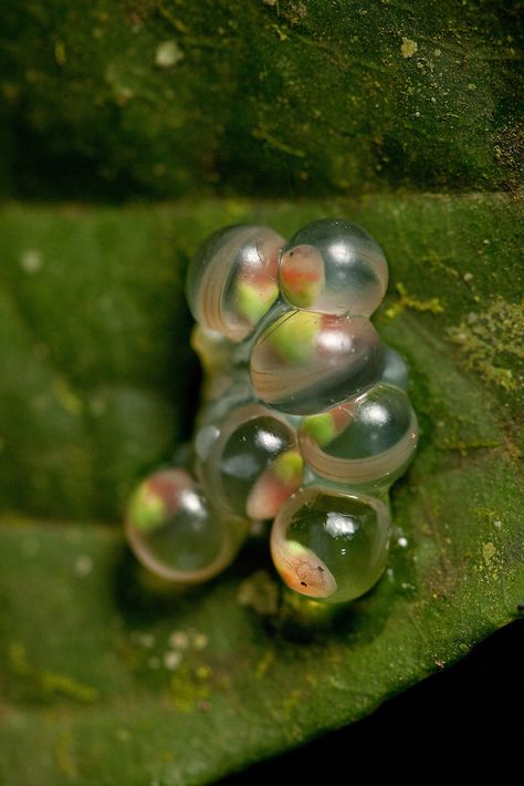 Glass frog eggs. Incredible! Glass Frogs, Pet Frog, Frosch Illustration, Micro Realism, Frog Eggs, Insect Eggs, Pet Frogs, Glass Frog, Pond Life