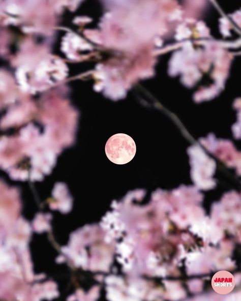 Full moon from a Spring night in Japan . 📸 Japan Photo of the day by _szuna . . . . . #sakura #daily_photo_japan #livinginjapan #japan #japantravel #japanwanderlust #japanfun #japantravelguide #japantravelphoto #japantrip #japantraveller #travel #traveller #sightseeing #sightseeingjapan #beautifuljapan #tokyo #tokyojapan #tokyotrip #kyoto #kyotojapan #kyototrip #osaka #osakajapan #japanlife #lifeinjapan Pink Full Moon, Spring Nights, Japan Travel Guide, Tokyo Travel, Pink Moon, Japan Photo, Osaka Japan, Kyoto Japan, In Full Bloom