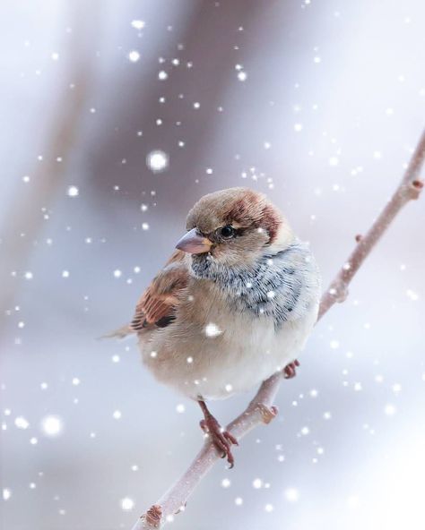 Winter Beauty, Bird Pictures, Bird Photo, Photo Images, Bird Watching, Nature Travel, Bird Art, Beautiful Birds, The Snow