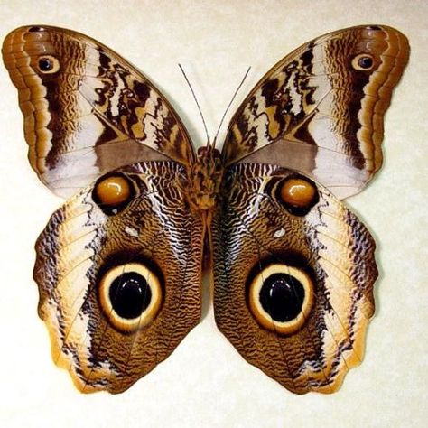 Real Butterfly Art, Butterfly Eggs, Owl Butterfly, Framed Butterflies, Insect Taxidermy, Butterfly Designs, Moth Caterpillar, Taxidermy Art, Cool Bugs