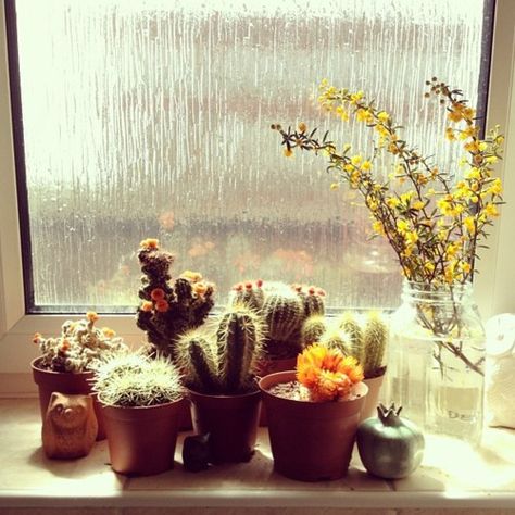 cacti Mini Cactus Garden, Bohemian Garden, Decor Studio, Mini Cactus, Bohemian House, Indoor Gardens, Garden Windows, Cactus Y Suculentas, Plants And Flowers