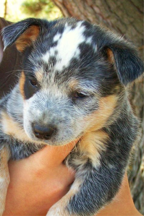 Blue Heeler Puppies For Sale - Blue Heeler Dog Breeders - BertonQh.com Red Heeler Puppies, Queensland Heeler, Blue Healer, Cattle Dog Puppy, Abb Workouts, Heeler Puppy, Puppy Things, Dog Names Unique, Heeler Dogs