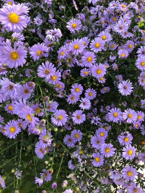 Purple Flower Photography Purple Wildflowers, Purple Daisy, Sunset Colors, All Photos, My Flower, Purple Flowers, Cute Wallpapers, Wild Flowers, Daisy