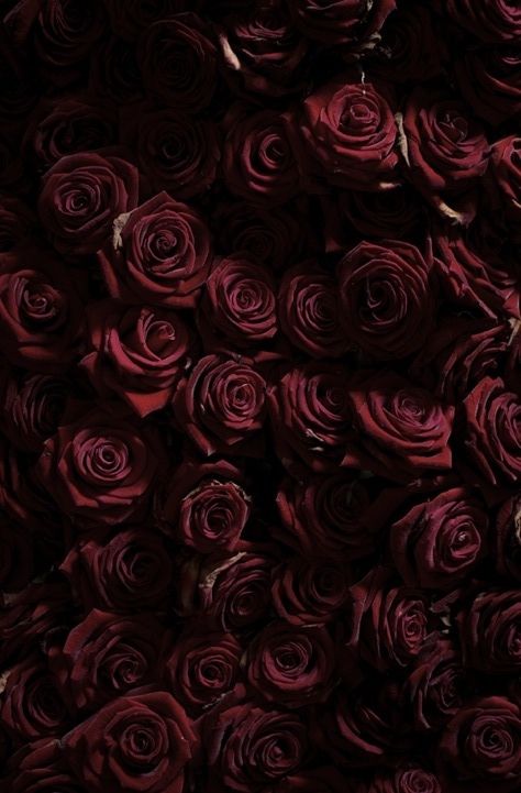 Roses - Rosana Raven ☥~ Burgundy Roses Wallpaper, Dark Rose Aesthetic, Maroon Roses, Maroon Aesthetic, Burgundy Aesthetic, Dark Roses, Ipad Background, Rosé Aesthetic, Hearts And Roses