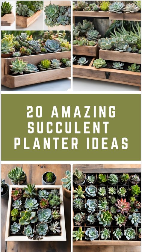 Arrangements of diverse succulent plants in wooden planters. Unique Succulent Planter Ideas, Decorating With Succulents, Succulent Planter Ideas, Diy Succulent Planter, Indoor Succulent Planter, Wood Succulent Planter, Succulent Wall Planter, Vertical Succulent Gardens, Succulent Planter Diy