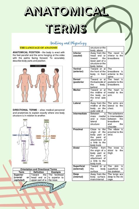 BASIC ANATOMICAL TERMINOLOGY Anatomy Prefixes And Suffixes, Medical Worksheets, Anatomical Position, Surgical Technologist Student, Anatomical Terms, Cpc Exam, Exam Notes, Psychology Notes, Surgical Technologist