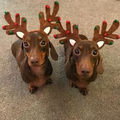 Untitled Dachshund Party, Sausage Dogs, Dachshund Christmas, Funny Dachshund, Weenie Dogs, Dachshund Lovers, Dachshund Puppies, Dachshund Love, Silly Animals