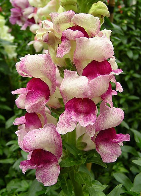 Red Snapdragon Flowers, Dragon Snap Flower, Flowers Snapdragon, Summer Snapdragon, Pink Snapdragon, Snap Dragon, A Dragon, North Africa, Rocky