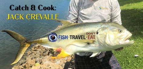 Catch & Cook: The Ultimate Jack Crevalle Recipe - Fish Travel Eat Jack Fish Recipes, Fishing Jokes, Now Is Good, Shark Bait, Cooking For Two, Fishing Humor, Pressure Cooking, Catfish, Us Foods