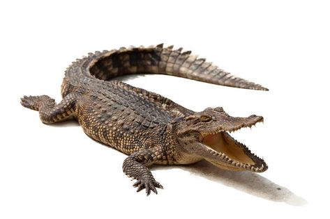 Crocodile Images, Crocodile Animal, Crocodiles, Animal Photo, Hd Images, Reptiles, Pet Portraits, Alligator, Animals Wild