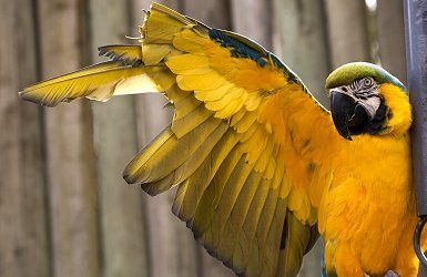 Bird Wing Clipping Information Clipped Bird Wings, Ringneck Parrot, Mural Colorful, Blue Gold Macaw, Parrot Wings, Indian Ringneck, Flight Feathers, Animal Magic, Bird Wings