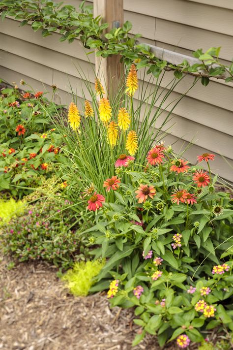 Sedum Mexicanum, Landscaping Drought Tolerant, Colorful Shrubs, Fuchsia Plant, Flowering Quince, Succulent Landscape Design, Flowering Succulents, Drought Tolerant Garden, Succulent Landscaping