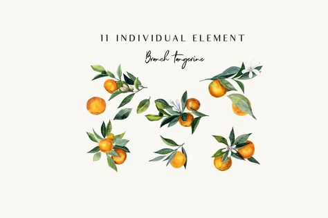 Watercolor branch tangerine | Custom-Designed Illustrations ~ Creative Market Tangerine Tree Tattoo, Calamansi Tattoo, Kumquat Tattoo, Pastry Website, Watercolor Tangerine, Tangerine Drawing, Tangerine Tattoo, Juicy Set, Mail Inspo