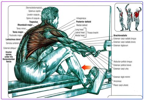 7 Benefits of Rowing Machine Workout: 2023 Workout Guide Benefit Of Rowing Machine, Rowing Machine Body Transformation, Rowing Machine Workout Benefits Before And After, Rowing Machine Workout Before And After, Rowing Before And After Pictures, Row Machine Workout, Benefits Of Rowing Machine, Rowing Machine Benefits, Rowing Machine Workout Benefits