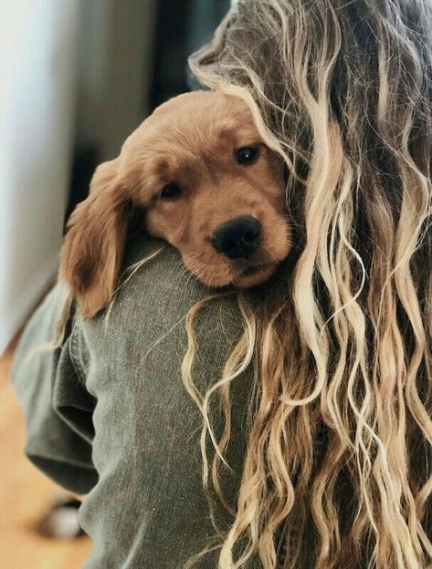 #golden #dog #retriever #cute #goodboy Colorful Hairstyles, Golden Dog, A Dog, Express Yourself, Blonde, Hairstyles, Hair