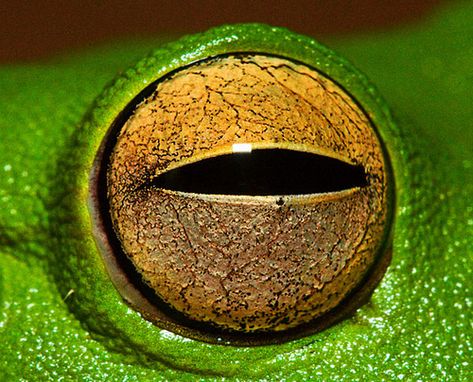 Looking At You  Closeup of a Whitelip Tree Frog Eye at Weipa, Queensland Eye Closeup, Reptile Eye, Frog Eyes, Lizard Eye, Foto Macro, Frog Eye, Photo Macro, Eye Texture, Eye Close Up