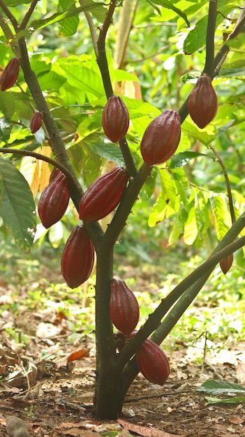 Foto vaina de cacao roja en el árbol en ... | Premium Photo #Freepik #photo #cacao-planta #plantacion #cacao #cultivo Cacao Fruit, Coffee Farm, Cacao Beans, Theobroma Cacao, Premium Photo, Quick Saves, Fimo