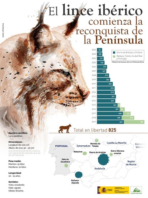 Fundación Biodiversidad en Twitter: "Aún hay mucho por hacer, pero uno de los felinos 🐱 más amenazados del planeta continúa su recuperación. Los esfuerzos de conservación del #LinceIbérico están dando resultados. De los 94 ejemplares de 2002 hemos pasado a los 825 que hoy viven en libertad 💪 https://t.co/cSTn6IvjDM" / Twitter Website Themes, Location History, On Twitter, Twitter, Movie Posters, Film Posters