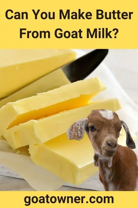 Butter From Goat Milk, How To Pasteurize Goat Milk, Goat Milk Butter How To Make, Goat Butter How To Make, What Can I Make With Goat Milk, What To Do With Goat Milk, Goat Milk Butter Recipe, Things To Do With Goat Milk, Uses For Goat Milk