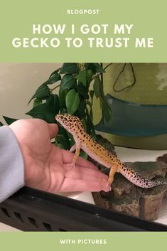 Leopard Gecko Smile, Leopard Gecko Diy, Leopard Gecko Cute, Leopard Gecko Habitat, Leopard Gecko Tank, Leopard Gecko Care, Gecko Habitat, Gecko Terrarium, Cute Gecko